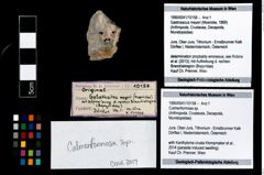 Foto (Objekt + Etikett) von Culmenformosa sp.  (NHMW-GEO-1990-0041-10158)